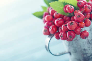 Ripe red rowan berries