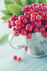 Ripe red rowan berries