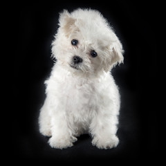 Cute small Bichon Frise