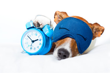 dog sleeping with clock