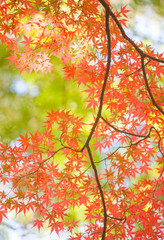 Beautiful colorful of autumn leaves in forest