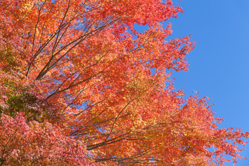 Fototapeta na wymiar Beautiful red maple leaves and tree in autumn season
