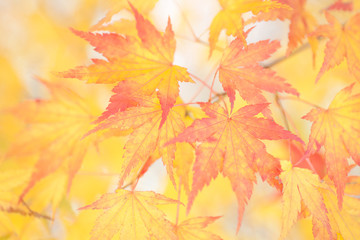 Beautiful colour of Yellow maple leaves in autumn season