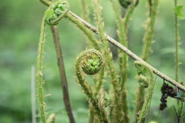 the young shoots of fern