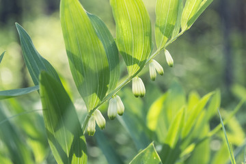 blooming Lily of the valley in the spring