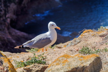 Gaivota nas ilhas das Berlengas