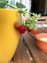 fragole home made