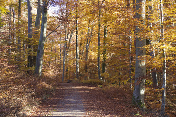 Obraz premium Herbststimmung