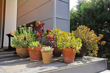 Fototapeta na wymiar assortiment plantes grasses en pot sur terrasse maison au soleil