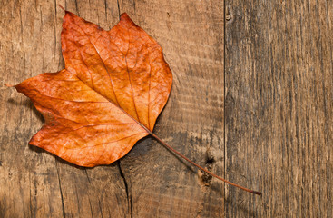 Naklejka na ściany i meble Orange fall maple leaf on rustic wood background. Overhead top view