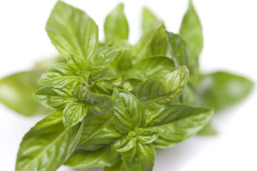 Fresh organic basil