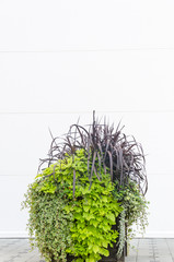 Great white wall, large pots of flowers in front of a white wall, the background for the text