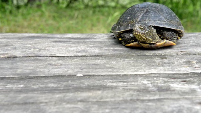  Big turtle slow crawls on old wooden desk with sunny grass on background