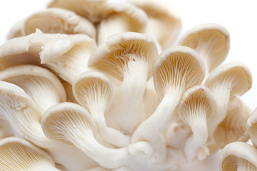 Fresh oyster mushrooms