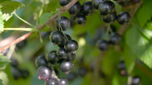 Closer look of the berry fruits of blackcurrantThe blackcurrant is a woody shrub in the family Grossulariaceae grown for its piquant berries.