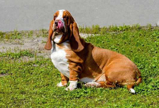 Basset Hound looks. The Basset Hound is on the grass in the park.