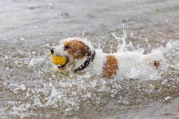 Parson Russell Terrier with a ball in a river