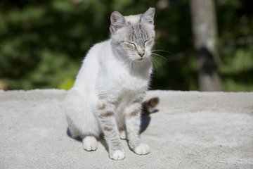 white cat