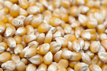 Background of dried corn kernels