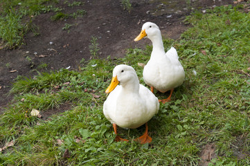 Two white goose grass horizontal  