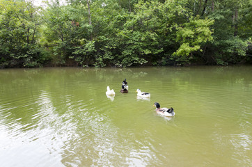 Ducks swimming on the lake flock  