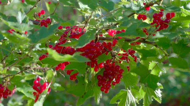 The redcurrant shrub and the breeze of the wind the shrub with the redcurrant berries on it waving on the breeze of the wind