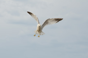 Seagull
