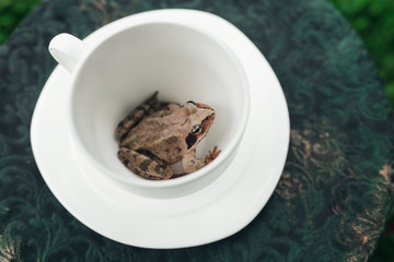 Frog sitting in a cup