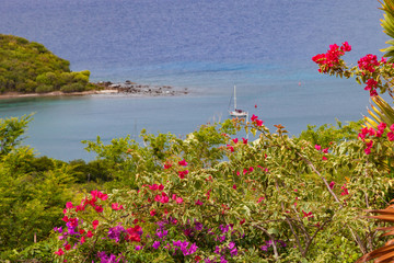 Bougainvillea flowers, Antigua, Antigua and Barbuda