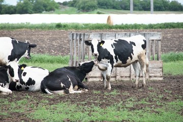 Holstein Cattle