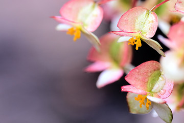 Raindrops on Rare Begoinia Blooms in MACRO