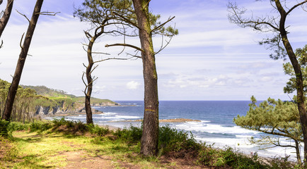 Obraz premium Beautiful seaview from green forest