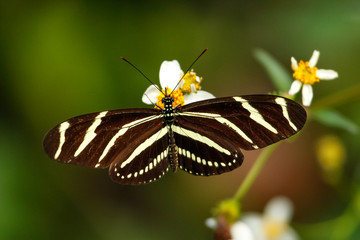 Zebra Longwing butterfly (Heliconius charithonia) © donyanedomam
