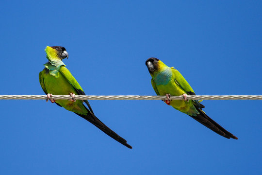 Nanday parakeets (Aratinga nenday) sitting on a wire