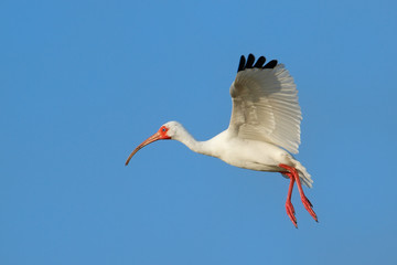 White Ibis flying in blue sky