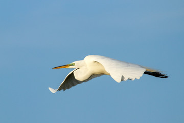 Great Egret (Ardea alba) in flight
