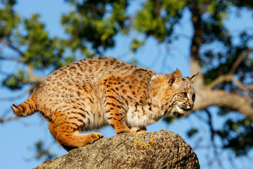 Bobcat standing on a rock