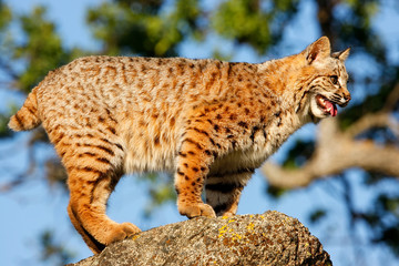 Bobcat standing on a rock