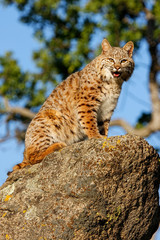 Bobcat sitting on a rock