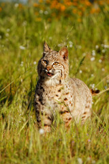 Bobcat standing in a grass with flowers