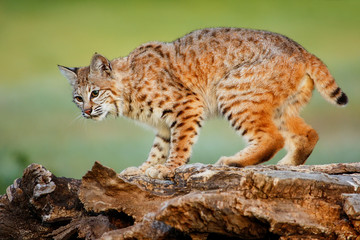 Naklejka na ściany i meble Bobcat standing on a log