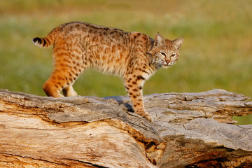 Naklejka na ściany i meble Bobcat standing on a log