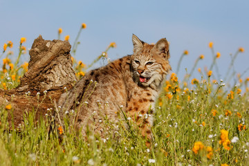 Bobcat sitting in a grass with flowers