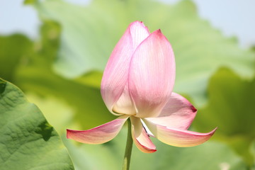 Fototapeta premium ハスの花