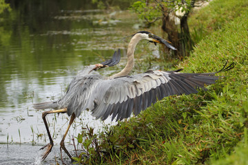 Great blue heron with a catch