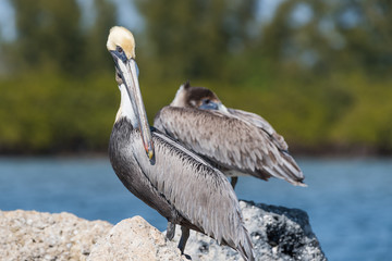 Adult Brown Pelican on a rock
