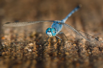 Dragonflies, insects, animals, macro dragonfly 