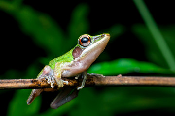 White-lipped Frog (Chalcorana labialis)