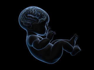 3d rendering x-ray of baby with brain inside.
