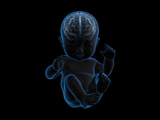 3d rendering x-ray of baby with brain inside.
